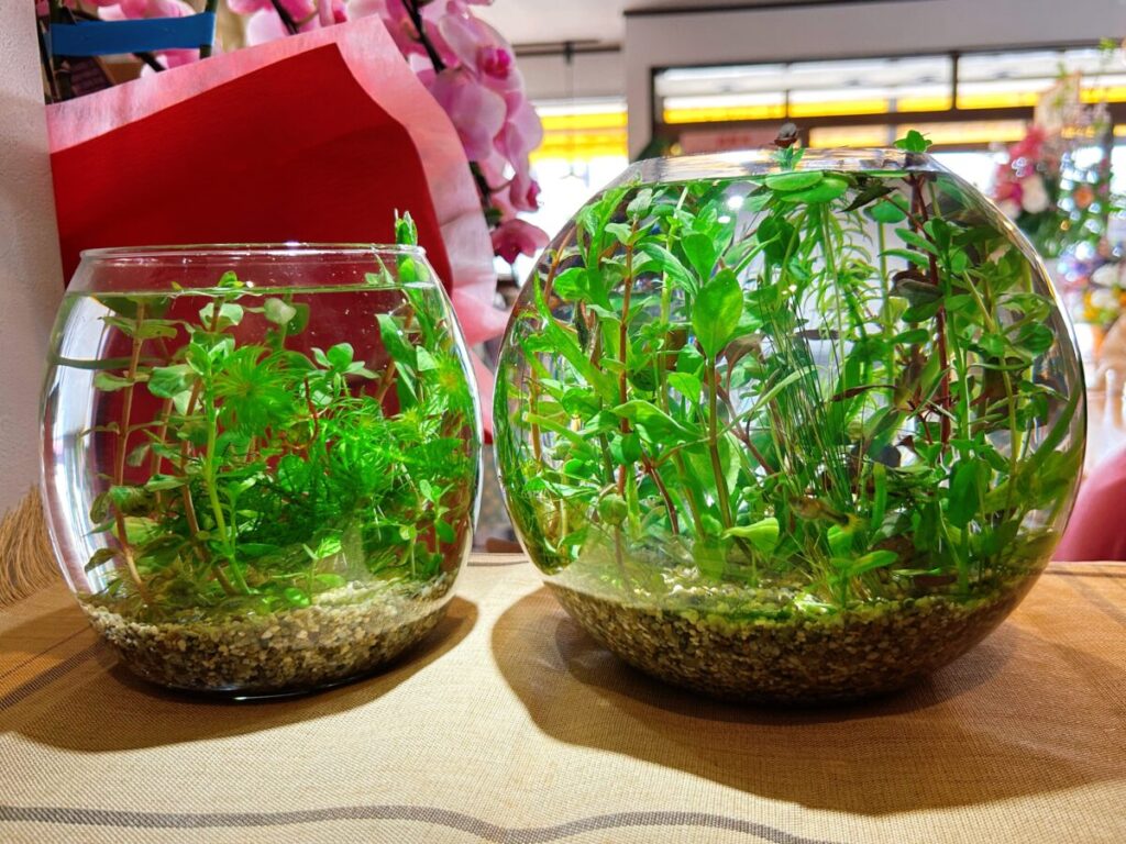 Inacafe_青木呉服店 店内 雰囲気 写真